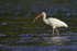 White Ibis wading in sea, Playa Cativo Lodge, Costa Rica