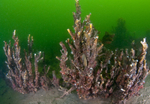 Serpula vermicularis 'reef'