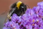 Bumble bee no 1