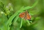 Large Skipper