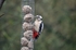 Great Spotted Woodpecker
