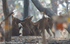 Dholes
