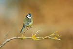 Blue Tit