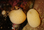 26 possibly Grantia compressa