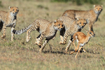 Cheetah cubs chasing a young Thompson's Gazelle