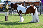 SBM_11696