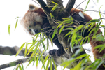Red Panda