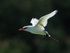 Red-tailed Tropicbird back-lit, Kilauea Point, Kauai