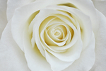 Flower - 20080810_8