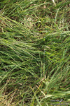 PR 250526 346