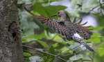 Northern Flicker male with young