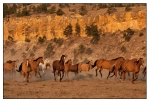 Wild Horses - 01