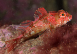 Taurulus bubalis