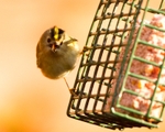 20110308-IMG_1861
