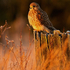 Kestrel perched on a post