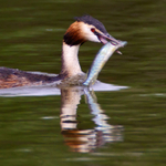 Great Crested Grebe with fish - reflection shot