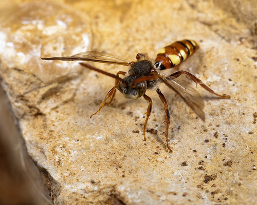 Almost certainly a [i]Nomada hirtipes[/i] male, but very few photographs available to compare with. In association wi…