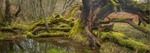 Glen Affric tree Pano Goat Willow