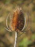 Teasel