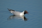 Black-headed Gull