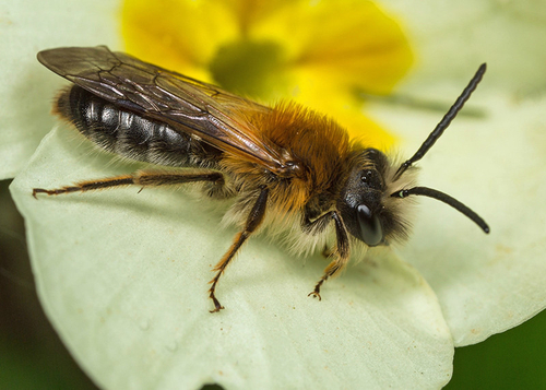 [i]Andrena nitida[/i] (=[i]pubescens[/i]), male. Warwickshire, April 2014.