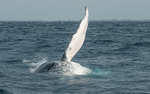 Humpback whale