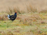 Black Grouse displaying at lek, Scotland