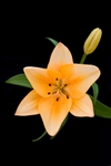 Lily 47