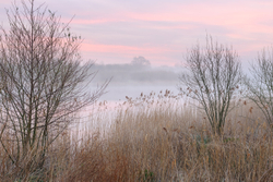 Dawn on the river bank