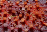 Crossaster papposus detail of surface