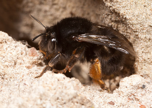 Female, resting in a hole in an old stone wall.