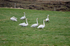 Whooper Swans