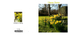 905 Easter daffodils