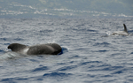 Globicéphale (pilot whale)