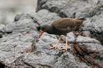 Blackish Oystercatcher (juvenile) close view, Chanaral Island, Chile