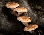 Honey Fungus (02)