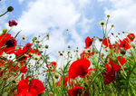 Wild Poppies in Somerset_066