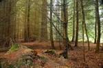 <center>Autumnal</center>