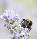 Insect_ 056