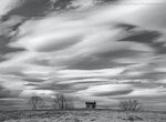 Wagon Hill Lenticulars BnW