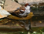 House Sparrow