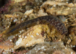 Gattyana cirrosa