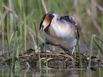 Great Crested Grebe (Podiceps cristatus) with chick