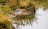 RSPB Titchwell 25Sep24-25