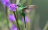 Green-Tailed Trainbearer