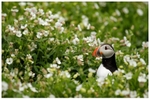 Atlantic Puffin amongst Sea Campion