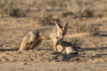 Cape Fox family