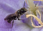 Chelostoma campanularum (m)