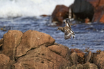 Turnstone landing on rocks, Scotland