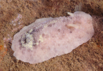 Archidoris pseudoargus